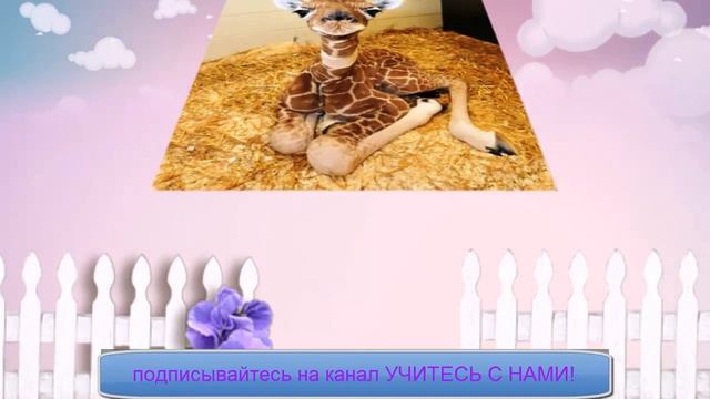 ДЕТЕНЫШИ ЖИРАФОВ смотреть онлайн