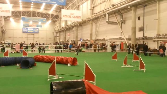 Соревнования по аджилити "Киевская Русь", Киев, 14.12.2013 смотреть онлайн