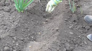 Зачем Кукуруза возле Винограда. Сеем семена Кукурузы Бондюэль в открытый грунт в домашних условиях