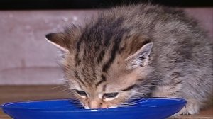 Спасение котят ваховск