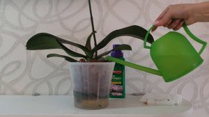 Удобрение орхидей в керамзите || Когда и как поливать орхидеи в керамзите