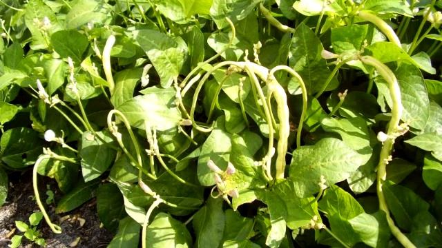 Растения тропических лесов смотреть онлайн