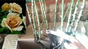 Питомник Марии Харченко! Мери роуз! Обзор посылки с розами! Я в шоке!