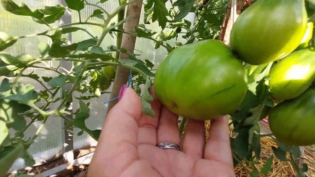 Томат МАЛИНОВЫЙ СИЛАЧ супер урожайный сорт смотреть онлайн