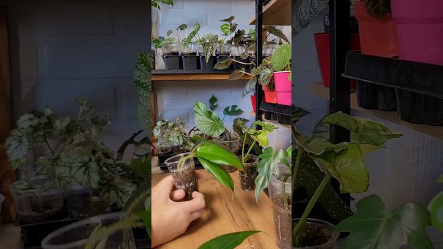 ЦВЕТОЧНАЯ ЯРМАРКА ДОМА С ЦЕНАМИ смотреть онлайн