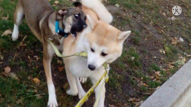 Люди издевались над собакой. Не кормили и бросили как мусор смотреть онлайн
