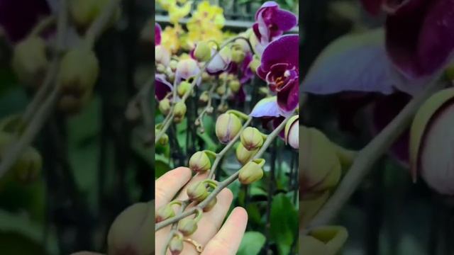 Only Once Per Week! The whole garden of healthy orchids blooms #phonglan #orchid #revival #short смотреть онлайн