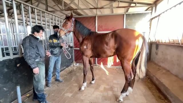 真痛快！極其變形的蹄子讓毛驢腳踝“腫大”，嚴重影響行走！師父一刀切掉驢蹄，神療愈！ смотреть онлайн