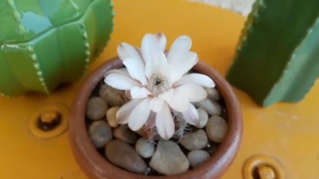 Gymnocalycium Damsii - Primeira floração смотреть онлайн