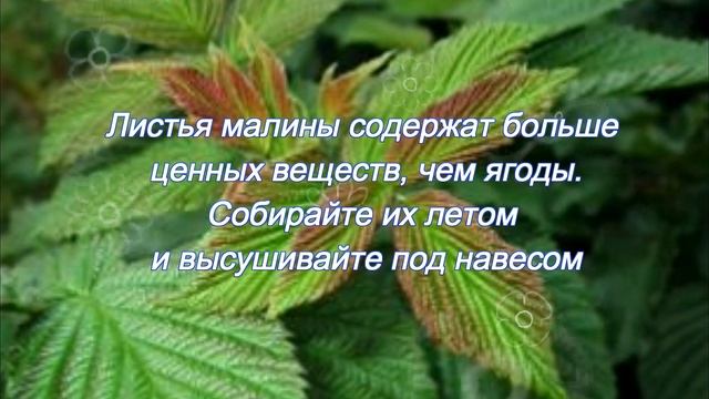 Целебные свойства чая с малиной смотреть онлайн