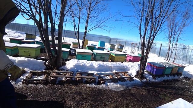 ВЫСТАВКА ПЧЕЛОСЕМЕЙ ИЗ ЗИМОВНИКА НА ТОЧОК, КАК ПЕРЕЗИМОВАЛИ И КАКОЙ ОТХОД ПЧЁЛ. смотреть онлайн