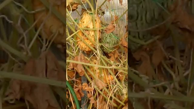 Что за плод такой КИВАНО? смотреть онлайн