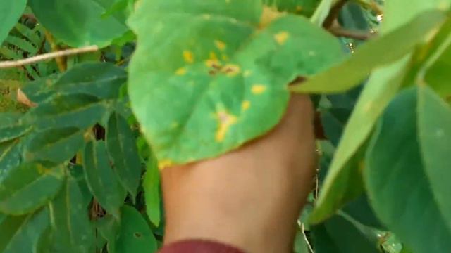 Markisa Hutan смотреть онлайн