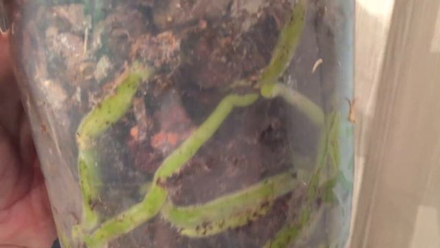 Корни у орхидей.... растут сами.. у всех своё предназначение)