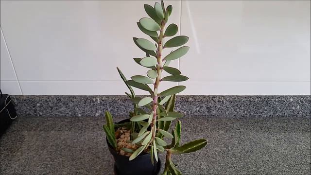 Senecio Crassissimus: Vamos Saber Um Pouquinho Mais Sobre Ele?