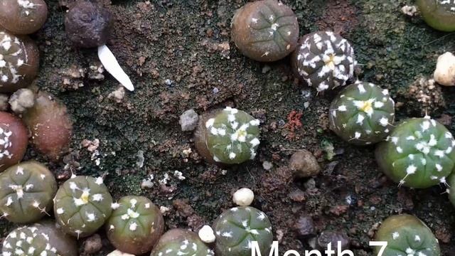 Astrophytum Asterias Super Kabuto Closeup Timelapse #cactus #timelapse смотреть онлайн