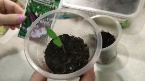 Всходы Бругмансии из купленных семян