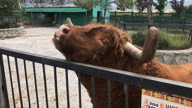 Шотландский бык тоже любит угощения! Тайган The Scottish Bull loves treats too! Taigan смотреть онлайн