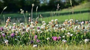 Встреча с медведем подранком – случай в тайге. Таежные истории и байки. Рассказы про животных
