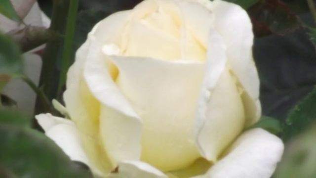 Спасибо тем,кто был в моей судьбе... смотреть онлайн