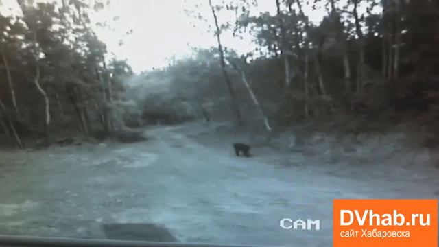 Камера наблюдения засняла медведя в Краснофлотском районе Хабаровска смотреть онлайн