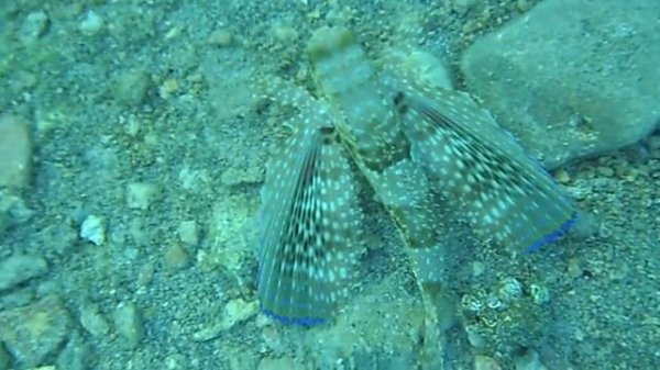 Flying fish - χελιδονόψαρο - летучая рыба - トビウオ - 飞鱼