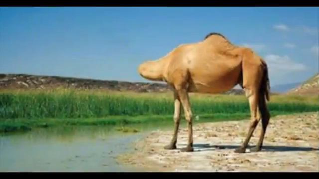 Чудеса Аллаха Алхамдулилах смотреть онлайн