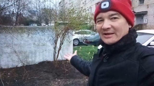 Сад памяти у Вегадома. Ещё одно дерево от Аси смотреть онлайн