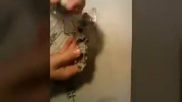 Робот инсектоид смотреть онлайн