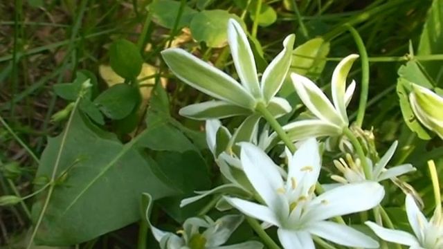 Ornithogalum Umbellatum @ Fiori e piante della montagna bellunese 14.07.2014 смотреть онлайн