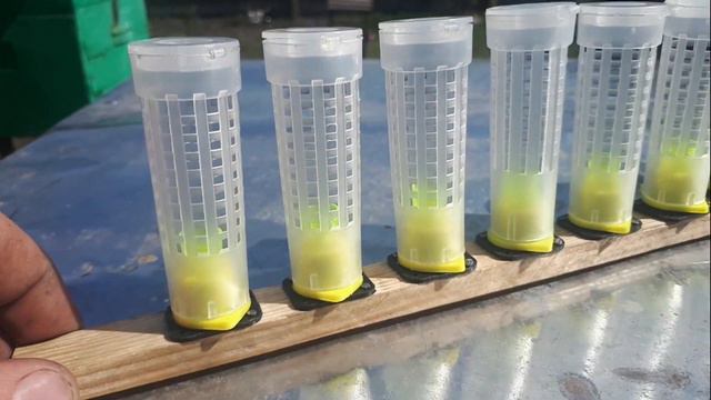 КАК СДЕЛАТЬ ПРИВИВОЧНУЮ РАМКУ. МАТКОВОДСТВО. ВЫВОД МАТОК. СПОСОБ ВЫВОДА МОТОК С ИСПОЛЬЗОВАНИЕМ КИТА