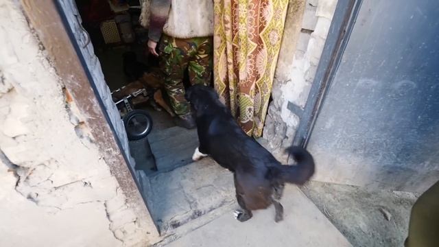 Удивительный приют в Луганске. Собаки буквально спят на кроватях. смотреть онлайн