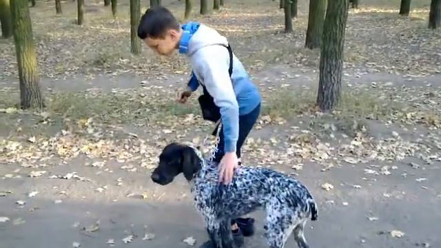 курцхар первое занятие ОКД , подготовка легавой к охоте смотреть онлайн