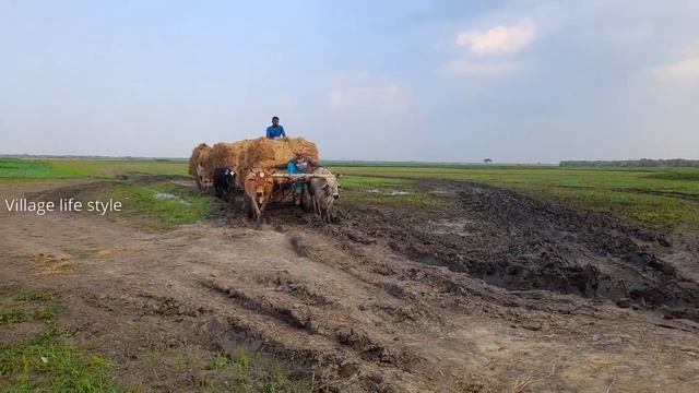 Three Bullock cart mud ride and fully loaded paddy || Bullock cart got stuck in the Deep mud смотреть онлайн