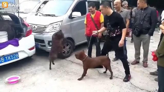 ⛩Chongqing dog смотреть онлайн