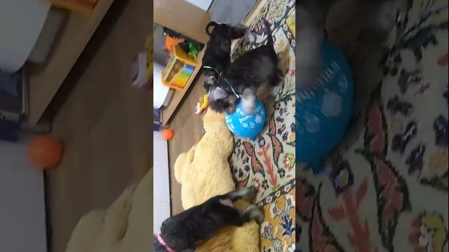 Щенки цвергшнауцера перец с солью. смотреть онлайн