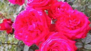 Роза Биг Перпл Big Purple -  пурпурное сердце вашего сада!❤