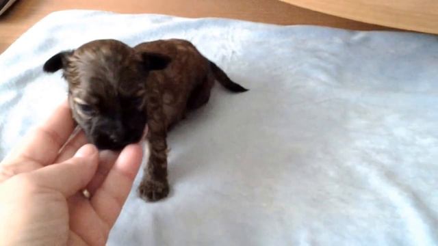 26 марта 2016 г.Tsvet Hibin kennel, russkaya tsvetnaya bolonka смотреть онлайн