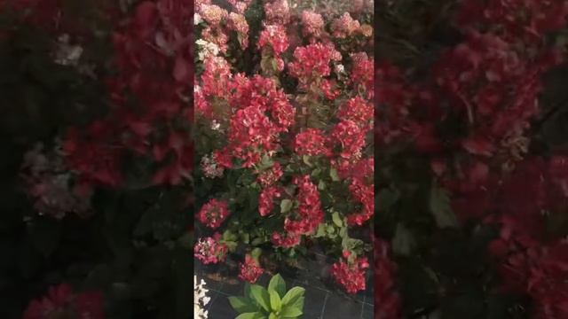 Гортензия Diamant Rouge смотреть онлайн