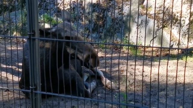 А ВЫ БЫЛИ В ЗООПАРКЕ ХЕЛЬСИНКИ? ? смотреть онлайн