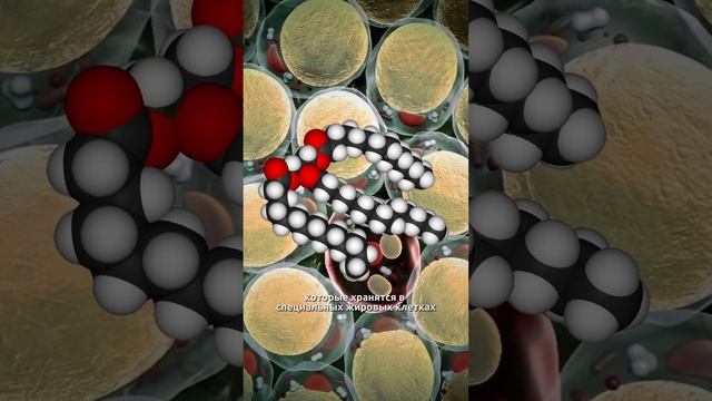 Куда уходит жир при похудении смотреть онлайн