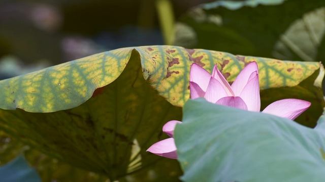 Sony A850 @ Tamron SP MF300mm F2 8 LD +Tamron SP AF90mm F2 8 Di + 蘇聯俄仔反射鏡 Makpo 300mm F4 5