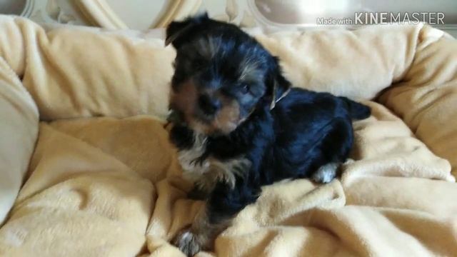 Щенку йорка 1,5 месяца! смотреть онлайн