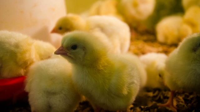 Звуки домашних птиц. смотреть онлайн