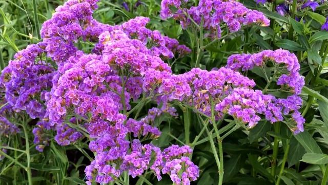 Limonium 'Salt Lake' смотреть онлайн