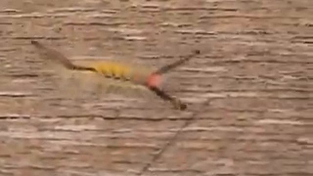 Strange insect ("Toothbrush" Caterpillar) смотреть онлайн