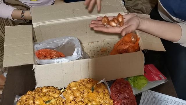 Лук шалот, рассада томатов, перцев в апреле. Наша жизнь. смотреть онлайн
