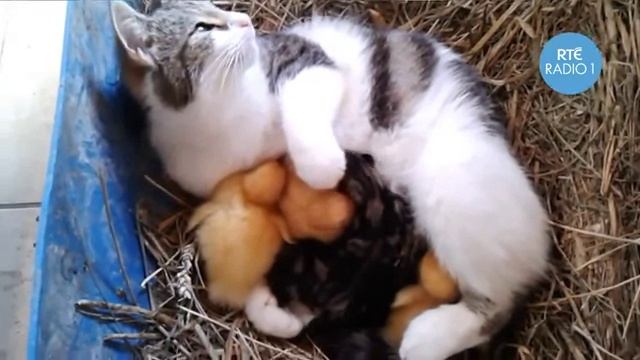 Пушистое настроение