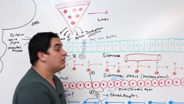 Neurology | Enteric Nervous System смотреть онлайн