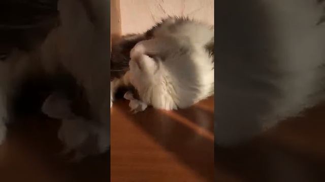 Смешной кот стесняется. смотреть онлайн